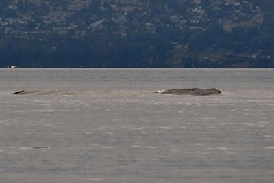 ​加拿大奥卡诺根湖印第安人传说中的百年水怪“奥戈波戈”一个月内三次现身