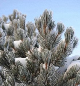 ​如果你想在广东欣赏到美丽的雪景，以下这五个地方不容错过。