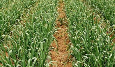 ​种蔬菜要选对品种，三种蔬菜种植简单利润还高，根本不愁卖