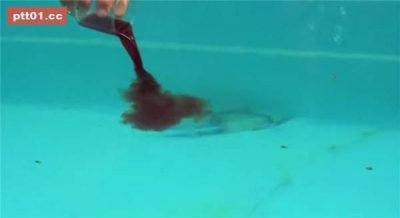 ​揭秘食人鱼的吃人真相