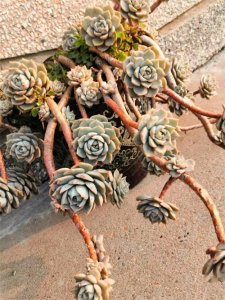 ​养了八年的多肉“白牡丹”，老桩状态真的很美，古色古香