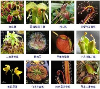 ​知识|这130种食肉植物你见过没？赶紧记下来~