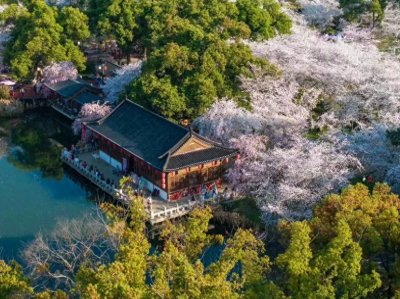 ​武汉东湖樱花园：即将闭园！