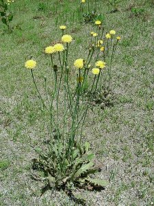 ​真假蒲公英，你都见过吗？