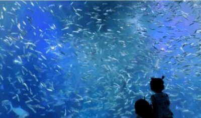 ​一生必须要经历一次的沙丁鱼风暴，在深圳盐田就可以看到