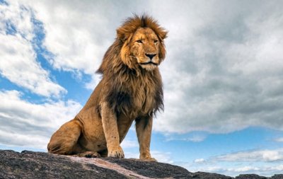 ​狮子——王者风范