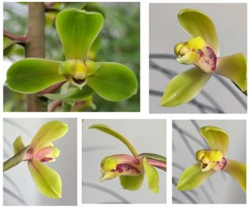 ​兰花——中国蕙兰名品赏析之程梅、大一品。