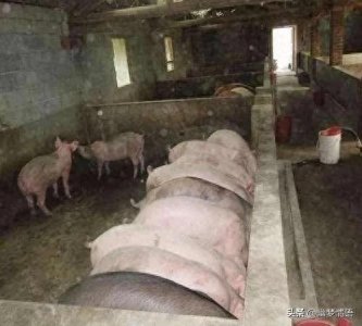 ​农村养500头猪投资百万真能年赚百万？揭秘真实成本与暴利真相？