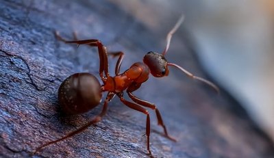 ​入侵我国12省，致命红火蚁在海口现身，多人被咬伤，它有多可怕？