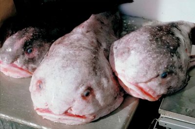 ​一起来看看吧，海洋深处的6种怪鱼，看看它们的长相到底有多可怕