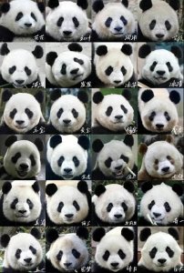 ​详细解说国宝大熊猫