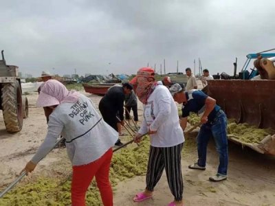 ​浒苔侵袭乳山，我们在行动