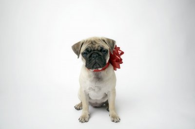 ​养巴哥犬最可怕的事情，就是一边后悔一边养着