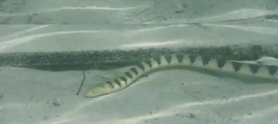 ​海蛇中的“恶徒”！毒性最高，伤人记录最多的丑蛇——钩鼻海蛇