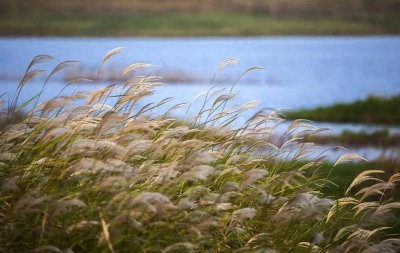 ​一些唯美的芦花诗词，明月芦花同一色，落霞孤鹜共遥天