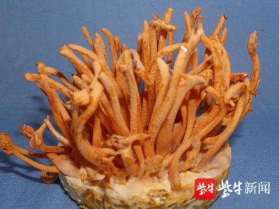 ​“北冬虫夏草”它不是虫草，每斤就100多块