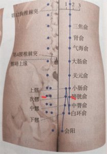 ​每日一穴——膀胱俞