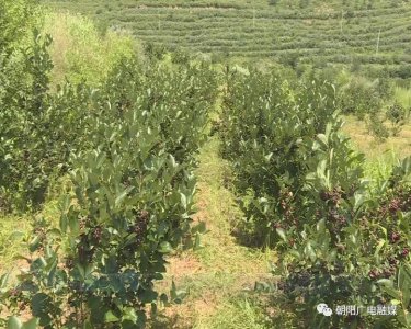 ​黑果花楸：朝阳农民致富的摇钱树