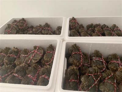​黄河口的特产——大闸蟹