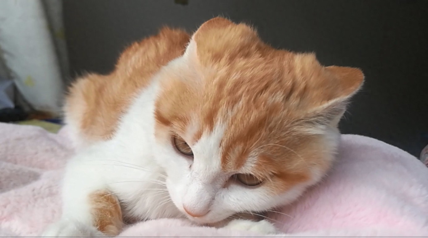 九妹大王表情包大派送！看看你喜欢哪一款？