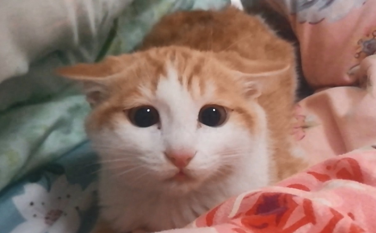 九妹大王表情包大派送！看看你喜欢哪一款？