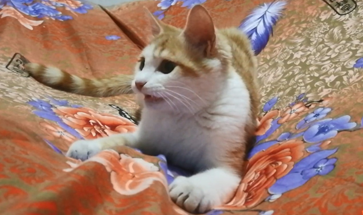 九妹大王表情包大派送！看看你喜欢哪一款？