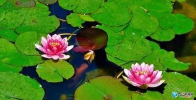 ​末伏甘棠风韵美