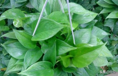 ​绿萝种类图片大全