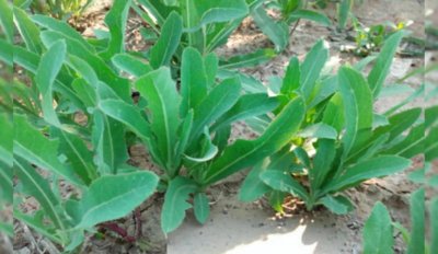 ​曲曲菜：名字土气，却被《本草纲目》盛赞的野菜