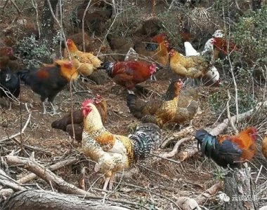 ​探寻云南地方优良鸡品种之“拉伯高脚鸡”