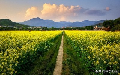 ​四首描写油菜花的佳作，承转自然，蕴含深意，第四首更是不输先贤