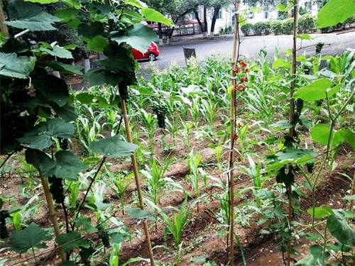 龙江学府  嫩水明珠——齐齐哈尔市实验中学