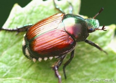 ​小昆虫金龟子,你了解多少？