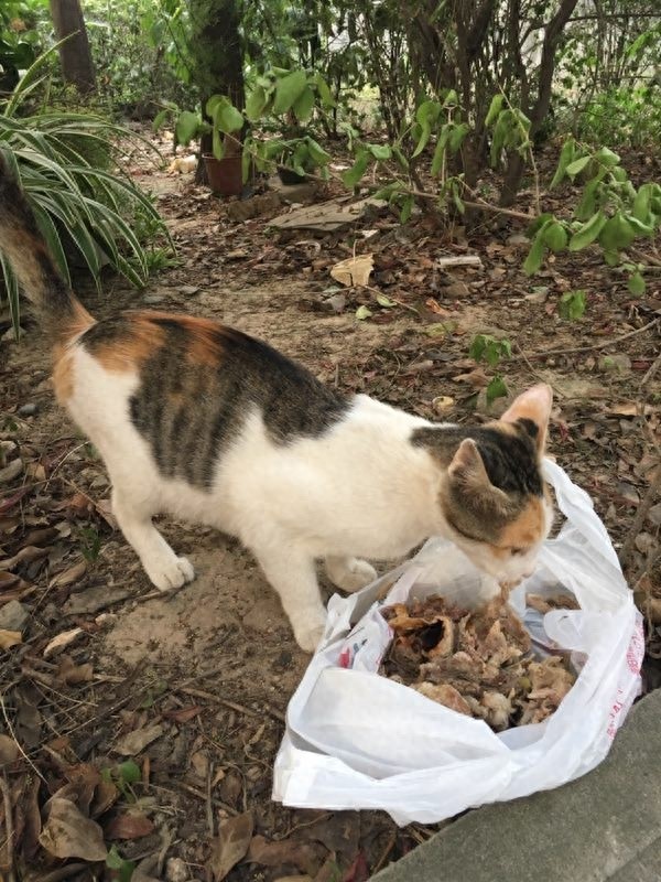 汤鲜味美，来一碗可口的鸭架汤