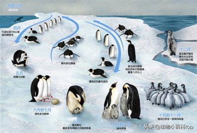 ​世界十大企鹅种类，看看你了解多少