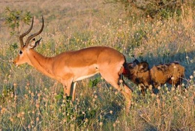 ​揭秘斑鬣狗为什么痴迷掏肛，被掏肛的动物，为什么总是原地不动？