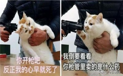 ​盘点十大网红猫品种，你最想养哪一只？