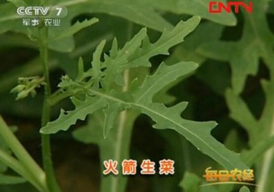 ​芝麻菜，一种自带芝麻香味的清凉蔬菜
