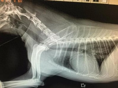 ​狗狗心脏病的治疗和日常注意事项