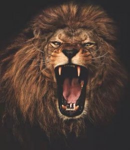 ​一组霸气狮子图片