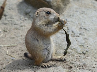 ​草原土拨鼠