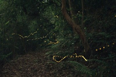 ​似密林中的“夜精灵”，广州黄埔漫山遍野萤火虫飞舞！