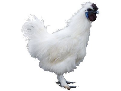 ​我国古老优良地方鸡种、丝羽乌骨鸡