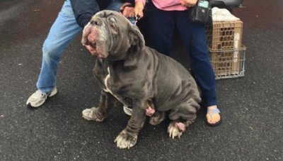 ​敖犬仅仅因为“体型巨大很可怕”要被安乐死