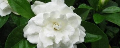 ​栀子花的扦插方法