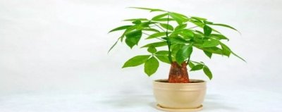 ​发财树怎样修剪