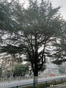 ​农村老人亡故后事流程（下）（原创）