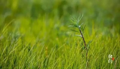 ​晒晒林区好食材——柳蒿芽篇