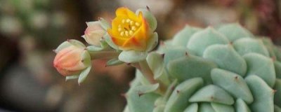 ​多肉抽花剑处理方法