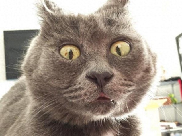 揭秘“惊讶猫”的来历之谜：美女强吻惊恐万分，自此留下的病根